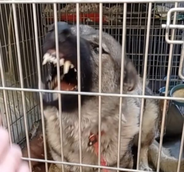 PROGRAMA FORMATIVO DE AGRESIÓN CANINA. PREVENCIÓN, DIAGNÓSTICO E INTERVENCIÓN.